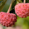 5 PINK DOGWOOD Tree Cornus Capitata Angustata Kousa Ornamental Flowering Tree Seeds