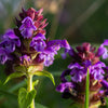 100 HEAL ALL Self Heal Prunella Vulgaris Purple Herb Flower Seeds