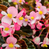 500 BULK HARDY BEGONIA Grandis Rose Pink Perennial Sun - Shade Flower Seeds