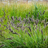 10 Dwarf BLACK FOUNTAIN GRASS Pennisetum Alopecuroides Viridescens Hardy Ornamental Seeds