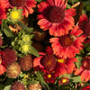 50 BURGUNDY GAILLARDIA Red Indian Blanket Flower Seeds