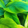5 RED CANNA LILY Indian Shot Canna Indica Flower Seeds