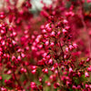100 HEUCHERA FIREFLY Coral Bells Heuchera Sanguinea Red Flower Shade Seeds