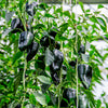 50 ANCHO POBLANO PEPPER Chili Pepper Capsicum Annuum Vegetable Seeds