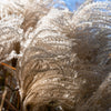 10 RED MAIDEN GRASS Miscanthus Sinensis Plumes Ornamental Flower Seeds
