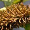 10 GUNNERA MANICATA 6' Leaves! Giant Rhubarb Dinosaur Plant Moist Shade Red Flower Seeds