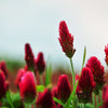 3000 CRIMSON CLOVER (Carnation, French, or Italian Clover) Trifolium Incarnatum Flower Seeds
