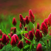 3000 CRIMSON CLOVER (Carnation, French, or Italian Clover) Trifolium Incarnatum Flower Seeds