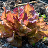 3000 RED ROMAINE LETTUCE Lactuca Sativa Vegetable Seeds