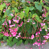 500 BULK HARDY BEGONIA Grandis Rose Pink Perennial Sun - Shade Flower Seeds