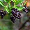 35 EUROPEAN PRIVET HEDGE Common Wild Ligustrum Vulgare Flower Shrub Seeds