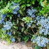 20 OREGON GRAPE Holly Fruit Vine Hollyleaved Barberry Mahonia Aquifolium Seeds