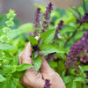 1000 CINNAMON BASIL Ocimum Basilicum HERB Flower Seeds