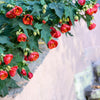 30 Mixed Colors FLOWERING MAPLE (Chinese Bell Flower) Abutilon Hybridum Shrub Bush Small Tree Seeds