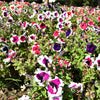50 PICOTEE MIX PETUNIA Multiflora Mixed Colors Bicolor White Blue Purple Pink Red Flower Seeds