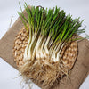 500 CHINESE LEEK (Oriental Garlic / Garlic Chives / Chinese Chives / Flat Chives) Allium Tuberosum Vegetable Seeds