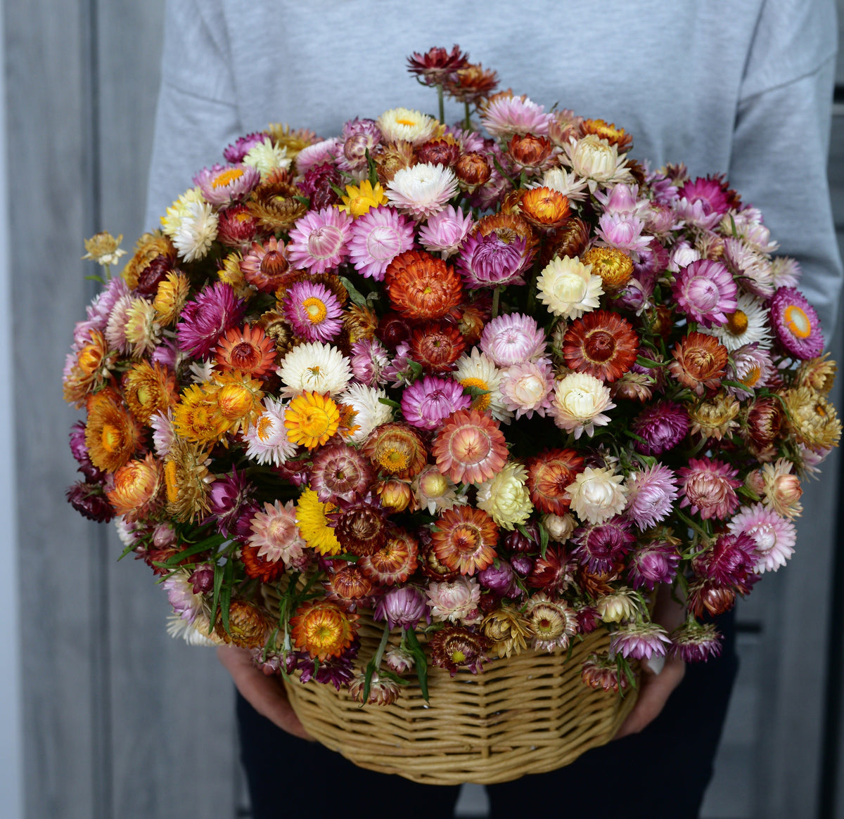 Tall Double Mixed Colors Strawflower Helichrysum Monstrosum Flower Seeds – photo 14