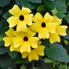 25 MIXED THUNBERGIA Alata VINE Black Eyed Susan Orange White Yellow Flower Seeds