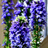 500 GREAT BLUE LOBELIA Lobelia Siphilitica Flower Seeds