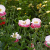 Mixed Colors Shirley Poppy (
