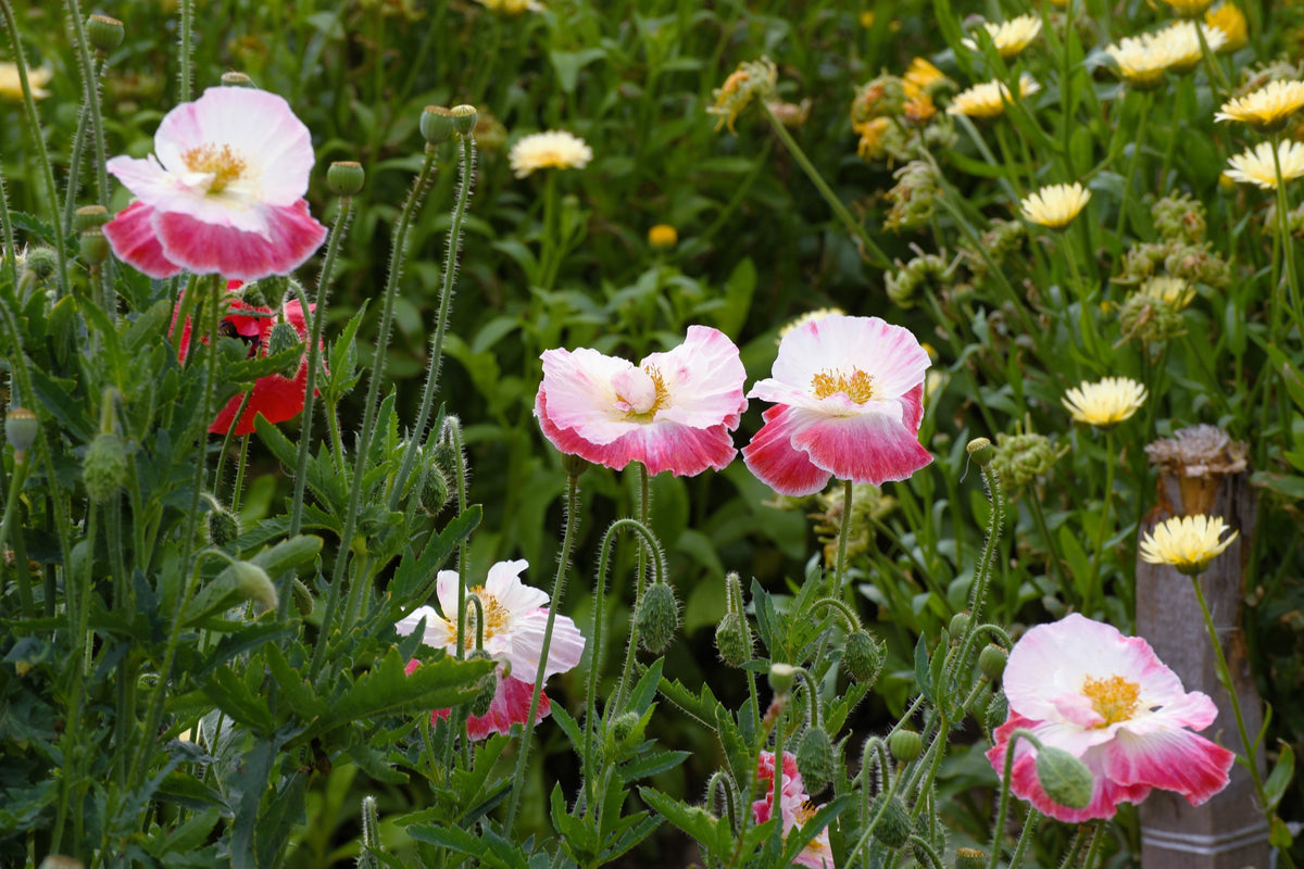 Mixed Colors Shirley Poppy (