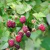 Red Raspberry Seeds – Rubus Idaeus Fruit Bush Vine – photo 6