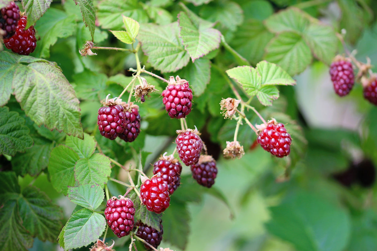 Red Raspberry Seeds – Rubus Idaeus Fruit Bush Vine – photo 6