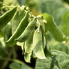 Fordhook Lima Bean Seeds – Phaseolus Lunatus Bush Bean Vegetable – photo 2