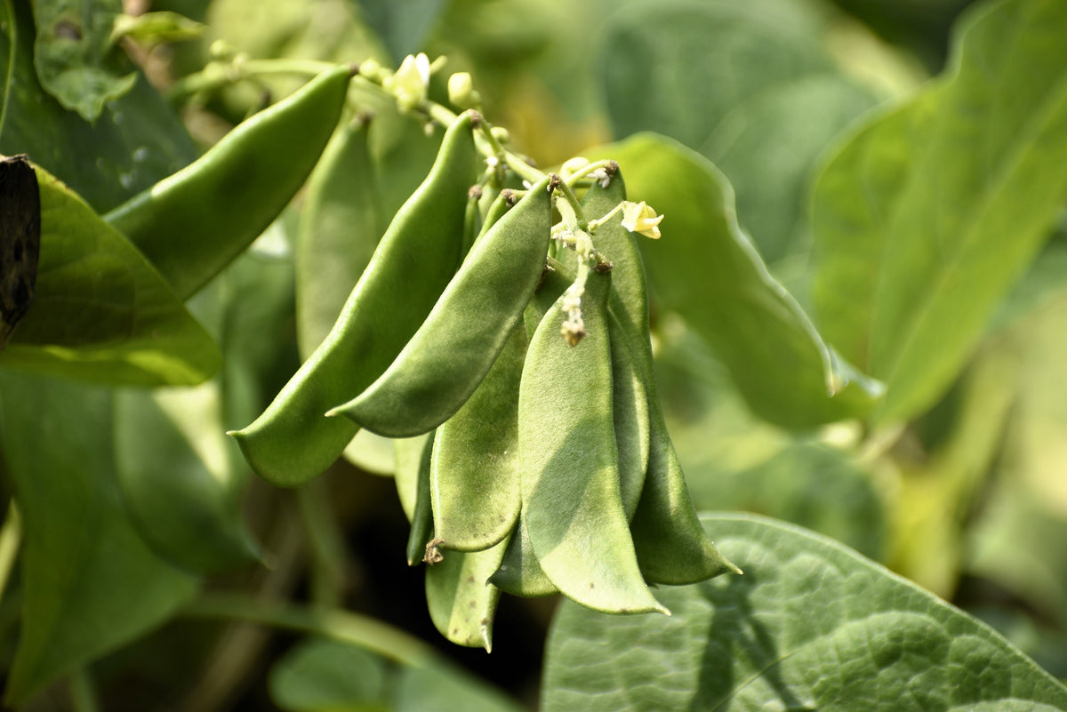 Fordhook Lima Bean Seeds – Phaseolus Lunatus Bush Bean Vegetable – photo 2
