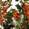 100 RED ELDERBERRY Sambucus Racemosa Scarlet Mountain Elder Bunchberry Tree Shrub Fruit Berry Seeds