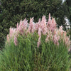 200 Ornamental PINK PAMPAS GRASS Cortaderia Selloana Rosea Seeds