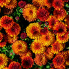 50 Tricolor DOUBLE PAINTED DAISY Chrysanthemum Carinatum Tanacetum Dunetti Mixed Colors Flower Seeds