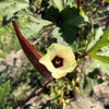 150 RED BURGUNDY OKRA Abelmoschus Esculentus Vegetable Seeds