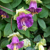 5 CUP & SAUCER VINE Cathedral Bells Cobaea Scandens Climber Purple Hummingbird Flower Seeds