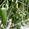 400 EARLY JALAPENO PEPPER Green Medium Hot Capsicum Annuum Mexican Chili Vegetable Seeds
