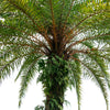 Pygmy Date Palm Seeds – Phoenix Roebelenii Dwarf Miniature Ornamental Fruit Tree Houseplant – photo 9