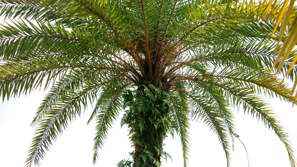 Pygmy Date Palm Seeds – Phoenix Roebelenii Dwarf Miniature Ornamental Fruit Tree Houseplant – photo 9