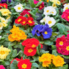 50 MIXED ENGLISH PRIMROSE Primula Vulgaris Acaulis Shade Houseplant Flower Seeds