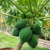 10 DWARF WAIMANALO PAPAYA Solo Hawaiian Carica Fruit Tree Houseplant Seeds
