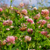 1500 ALSIKE CLOVER Trifolium Hybridum Pink & White Flower Legume Seeds