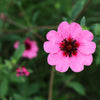 50 NEPAL CINQUEFOIL / POTENTILLA Nepalensis Pink Red Flower Seeds