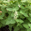 200 Lemon LEMONY CATNIP Nepeta Cataria Citriodora Herb Flower Seeds