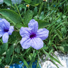 100 Blue Purple FRINGELEAF PETUNIA Wild Ruellia Humilis Perennial Native Flower Seeds