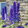 100 ROCKET LARKSPUR DELPHINIUM Consolida Giant Imperial Mixed Colors Flower Seeds