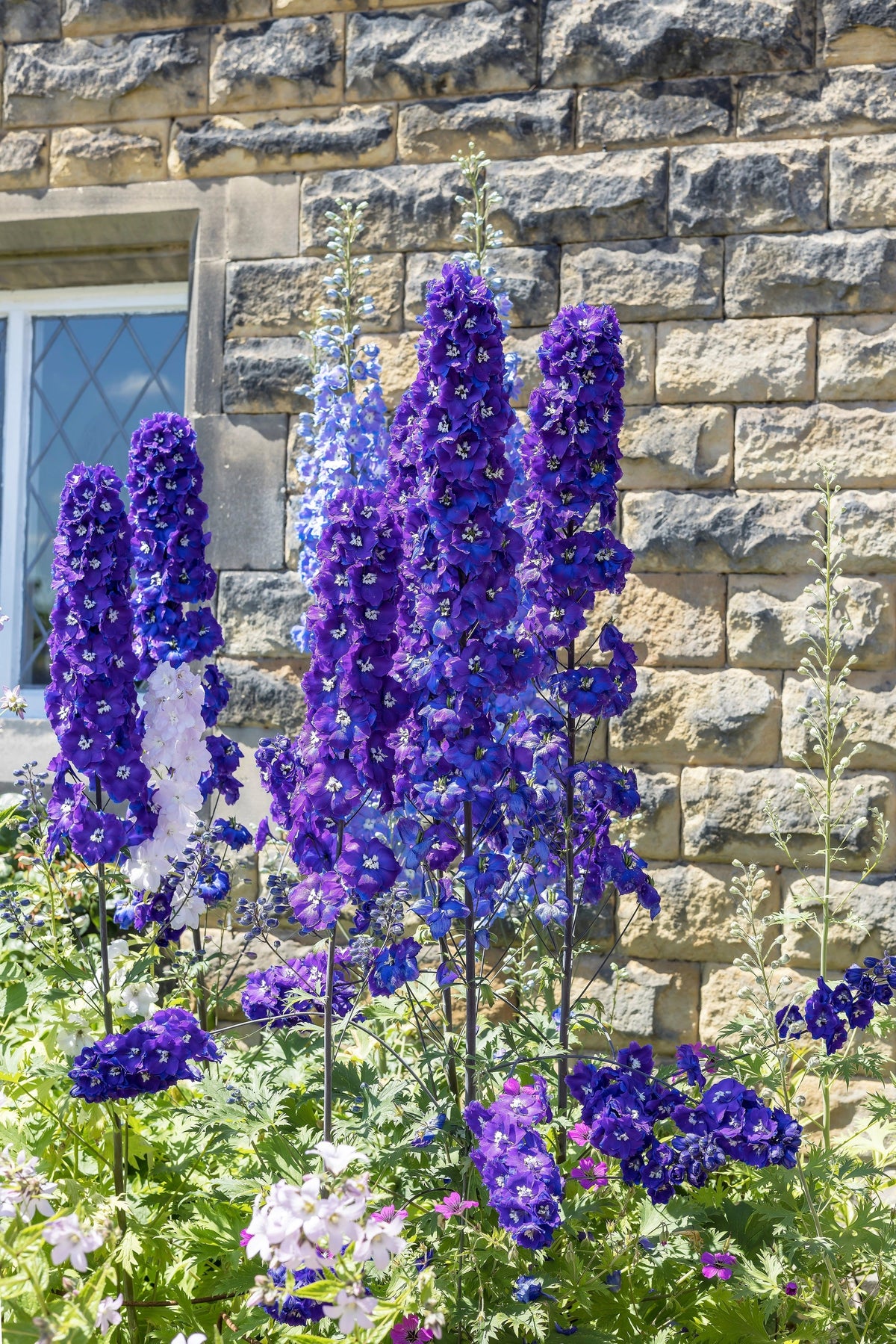 Delphinium Pixie Rockets 100 ROCKET LARKSPUR DELPHINIUM Consolida Giant Imperial Mixed Colors F ...
