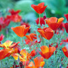 Mixed Colors California Poppy (Ballerina / Mission Bells) Eschscholzia Californica Flower Seeds – photo 7
