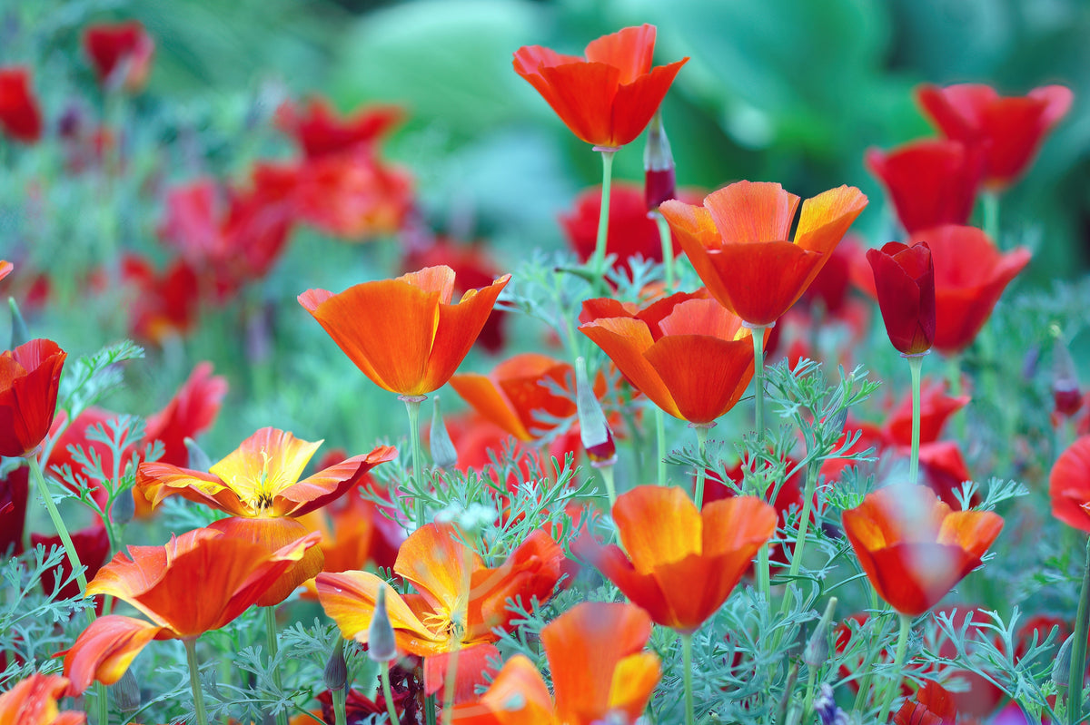 Mixed Colors California Poppy (Ballerina / Mission Bells) Eschscholzia Californica Flower Seeds – photo 7