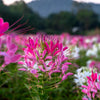 200 MAUVE QUEEN CLEOME Spinosa Hassleriana Purple Pink Spider Flower Seeds