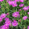 25 Table Mountain ICE PLANT Magenta Fuchsia Delosperma Cooperi Hardy Pink Carpet Flower Seeds