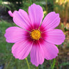 300 GLORIA COSMOS Bipinnatus 2-Tone Pink Fast Growing Flower Seeds